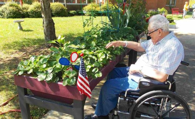 senior-man-in-wheelchair-checking-his-plants-in-his-backyard-garden